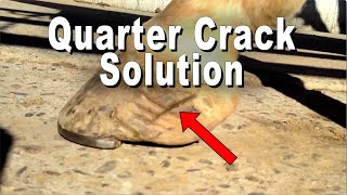 Quarter Crack Solution for Horses In Training [upl. by Zitella178]