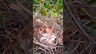 Blackwinged kite baby birds are biting snakes to get their meat to eat [upl. by Sitoeht838]