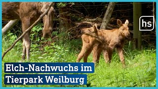 Neue Elchbabys im Tierpark Weilburg  hessenschau [upl. by Assiral]