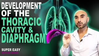 Embryology of the Diaphragm and Thoracic Cavity Easy to Understand [upl. by Eiwoh]