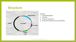 Cosmid Plasmid Vector [upl. by Oniskey]