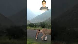 Wild Life Cute Lions In Mountains [upl. by Yzzo]