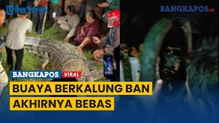 Buaya Berkalung Ban di Palu yang Viral Ditangkap Kini Ban telah Dilepas Warga [upl. by Seigler]