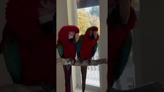 The Macaw Flock  Interplay With Caws ep1 macaws macaw bird birds parrot macaws macawparrot [upl. by Akiria]