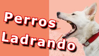 Perros Ladrando  ladridos de perros [upl. by Kliman]