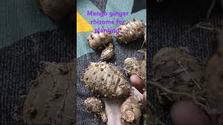 Mango ginger mother rhizomes again ready to plantuses for pickle amp slove digestive issues [upl. by Ashlan]