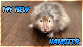 Meet My NEW Hamster [upl. by Claresta]