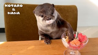 完璧なテーブルマナーでパフェを食べるカワウソ Otters Eat Fish Parfaits with IMPECCABLE Table Manners [upl. by Alyam]