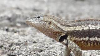 Lava Lizard Push Ups San Cristóbal [upl. by Hassett]