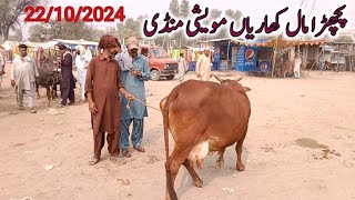 kharian maweshi mandi Back Mall 22 Oct 2024funny videojanwarmandi pkShazar Riaz official [upl. by Hazmah943]