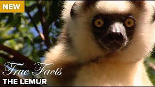 True Facts The Lemur [upl. by Toffic]