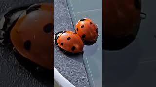 ladybirds 🐞🐞 ladybug ladybird ladybirds bugs animals shortsvideo youtubeshorts [upl. by Francoise]