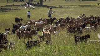 Goats Eat Weeds  Farm to Fork Wyoming [upl. by Towroy]