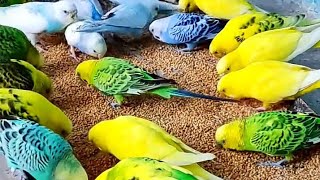 Budgies parrots sounds 🐦Budgies sounds🐤 Birds Sounds🐦Parakeet sound🐥 Macaw Sounds🐤 Sunconur sounds [upl. by Lehpar940]