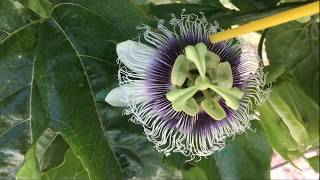 How to pollinate Purple Passion Fruit Plant Passiflora Edulis [upl. by Atirat]