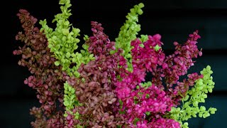 GrowALong Orach ‘Tricolour Plumes’ Atriplex hortensis [upl. by Faythe]