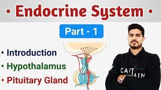 Hypothalamus amp Pituitary Gland  Endocrine System Short Review Part  1 [upl. by Kletter]