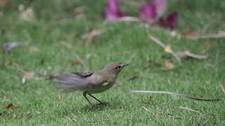 Common Chiffchaff Phylloscopus collybita [upl. by Nick847]