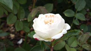 David Austin Roses 2011  Die englische Rose Jude The Obscure [upl. by Cointon]