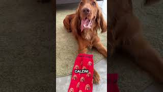 Luna Socks I calzini personalizzati con il tuo cane [upl. by Idnod]