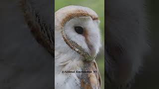 The North American Barn Owl  The Nighttime Ninja animals [upl. by Legyn906]