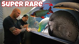 You won’t believe what fish he gave us 🤯 AMAZING MONSTER FISH ROOM [upl. by Yadsendew69]