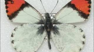 Sara Orange Tip Butterfly Life Cycle 720p HD V08224 [upl. by Horatio583]