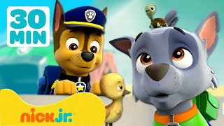 PAW Patrol  De Uitkijk wordt overspoeld door dieren  30 minuten  Nick Jr Nederlands [upl. by Holli]