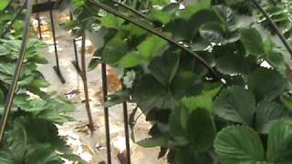 Stingless Trigona bees in Greenhouse Strawberry Production [upl. by Pegeen399]