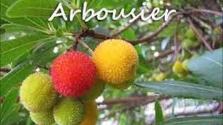 Des Fruits DescriptionConseils L Arbousier [upl. by Menendez]