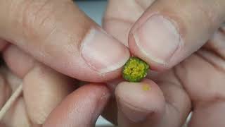 Harvesting Lisianthus seed  How tiny is the Lisianthus seed [upl. by Humfrid]