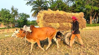 New young Bullock Cart heavy load pulling in riding  Bullock cart videos  Cart Videos [upl. by Anirtek111]