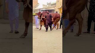 Heavy Cow Tiktok Video 2024 ❤ 2024 bakraeidspecial ytshorts bakra cow [upl. by Mulvihill879]