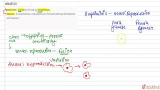 Assertion  Clone is formed by amphimixis Reason  ln amphimixis new plants are formed [upl. by Eliades]