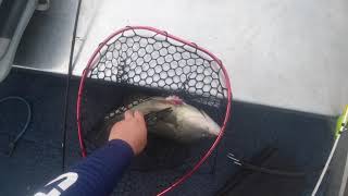 fishing albury mixed bag [upl. by Adabel]