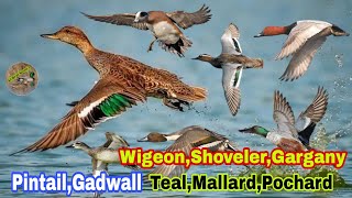 PintailGadwallTealMallardpochardwigeonshoveler best call sound  All Ducks voice [upl. by Nnov]