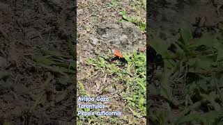 Orangehorned Tarantula Hawk  Pepsis ruficornis Avispa Caza Tarantulas  Puerto Rico [upl. by Mcdonald506]