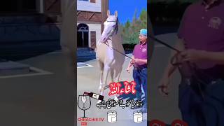 Worlds Most Beautiful Horse sindhisong horse foryou [upl. by Anis]