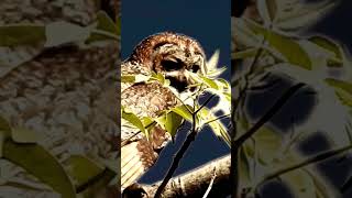 Weird Bird Sound  Mottled Wood Owl [upl. by Aneelehs987]