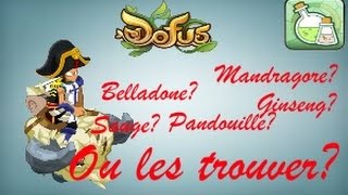 Dofus Alchimiste  Mandragore  Ginseng Ou les trouver [upl. by Eirellam]