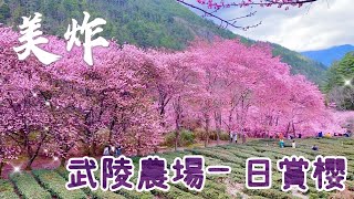 全台最美的櫻花！武陵農場、櫻花季！美炸！！20220210 [upl. by Niatsirhc733]