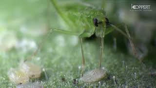 Biological control of whitefly Macrolophus pygmaeus [upl. by Nette]