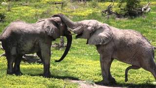 Eléphants  girafes Etosha Park Namibie ggroadtrip [upl. by Katlin618]