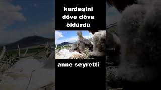 KARTEŞİNİN HAYATINI BİTİRDİANNE SEYRETTİ [upl. by Emyaj]