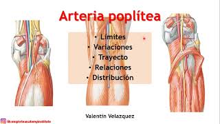 ARTERIA POPLÍTEA  Límites trayecto variaciones relaciones y distribución [upl. by Manuel101]