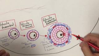 Histología Desarrollo folicular [upl. by Hofmann32]