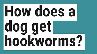 How does a dog get hookworms [upl. by Sedecrem]