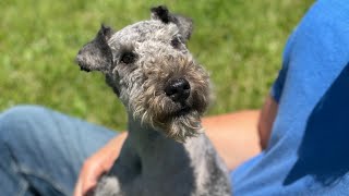 Nova  Adult Lakeland terrier blue [upl. by Aix]