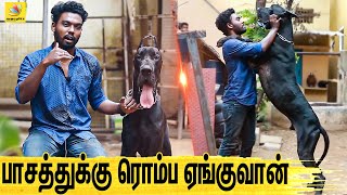 குழந்தையை பாத்துக்குற மாதிரி பாத்துக்கணும்  All About Dogs EPISODE  1  The Great Dane [upl. by Nottirb999]