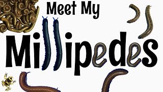 Meet my Millipedes [upl. by Mauchi358]